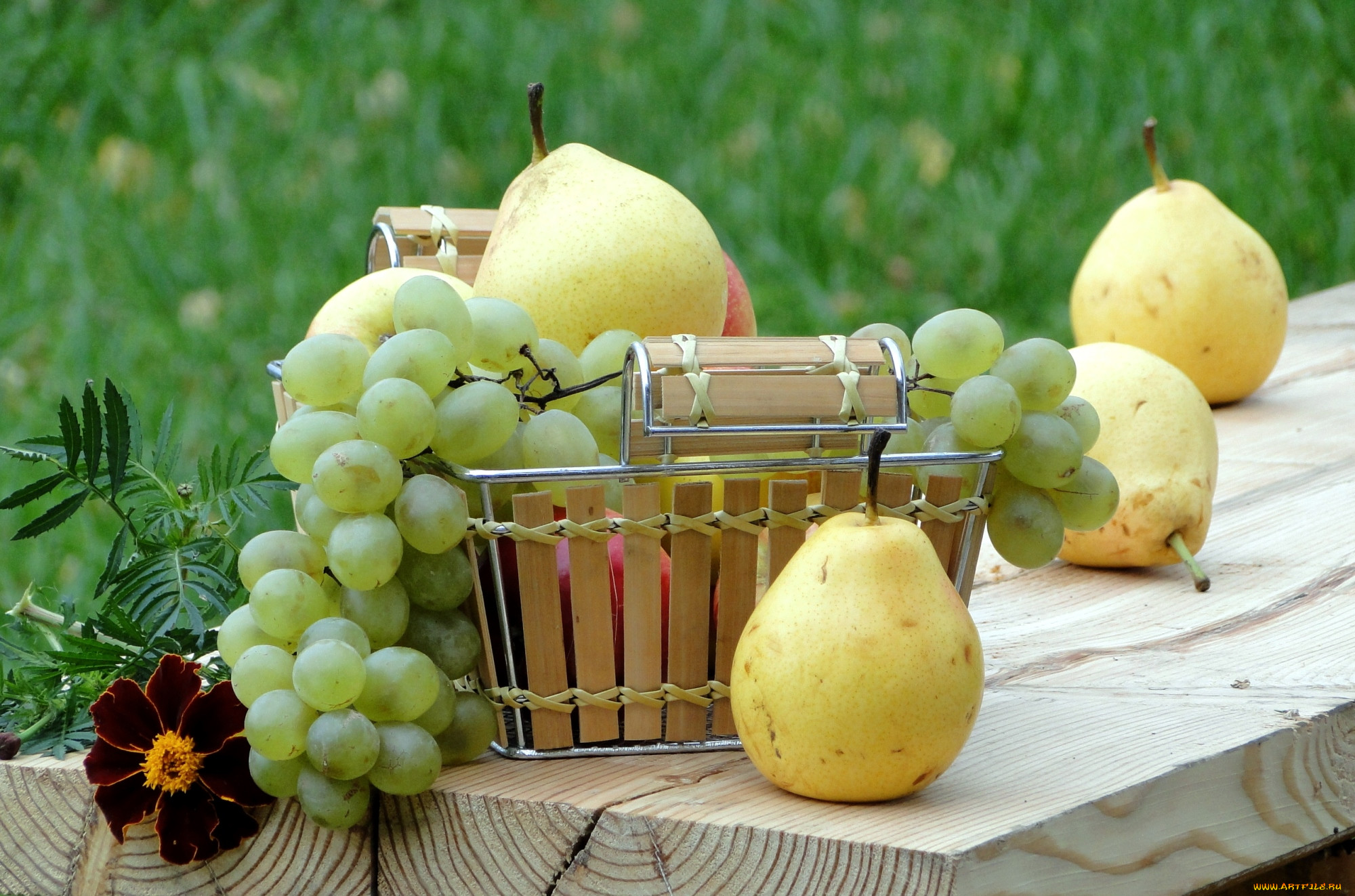 Grape pear. Груша и виноград. Натюрморт с грушами. На столе виноград груша. Сочные груши и виноград.